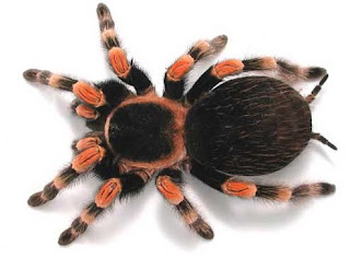 mexican red knee tarantula brachypelma smithi spider poisonous pets wallpaper