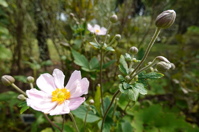 鳥取県西伯郡南部町鶴田　とっとり花回廊　貴船菊（きぶねぎく）