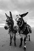 Donkeys on Blackpool Beach.