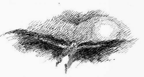 Mothman