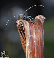 Aegomorphus clavipes