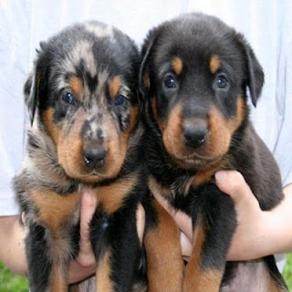 Beauceron Puppy Picture