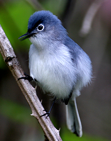 Blue-grey gnatcacher si mungil yang gacor