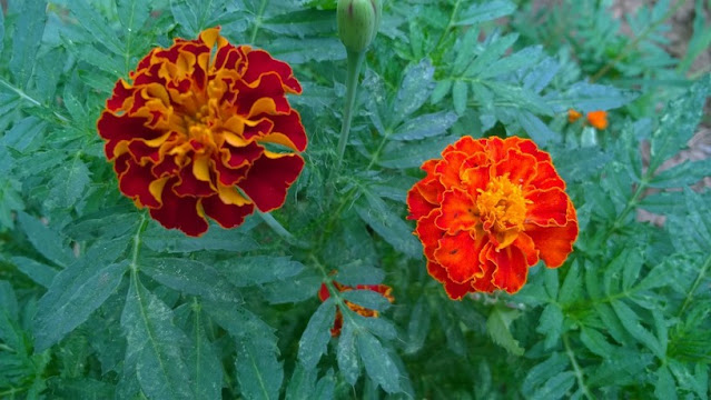 Marigolds are so popular and so easy to grow aromatic plant. Marigolds are cheerful, compact yellow, orange and burgundy annual flowers.