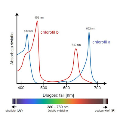 pochłanianie światła przez chlorofil wykres