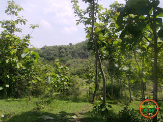 Gunung Bancak Magetan Antara Krowe Ngentep