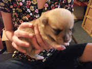 Pembroke Welsh Corgi Puppies for sale