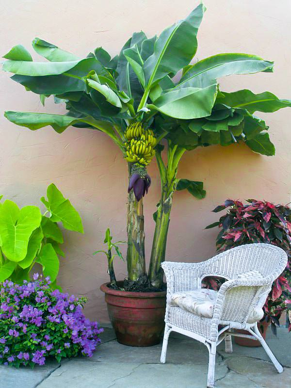 Growing Banana Trees in Pots at Home, How to Grow Banana Trees