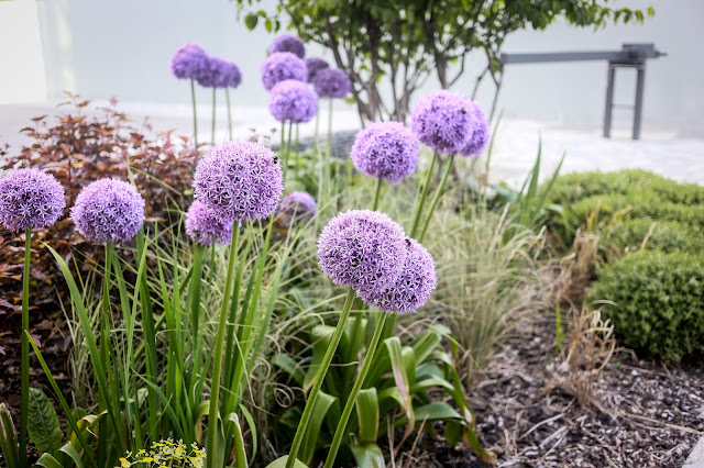 Alliums in the border of the gardens of Crowne Plaza