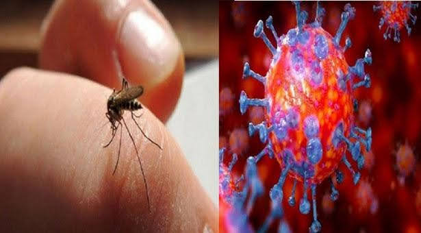 Can Mosquitoes Transmit Coronavirus?