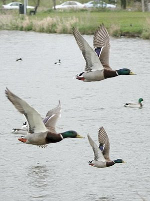 Three mallard ducks flying