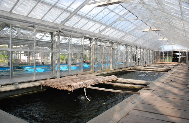 Salah satu kolam di Maruyama Koi Farm