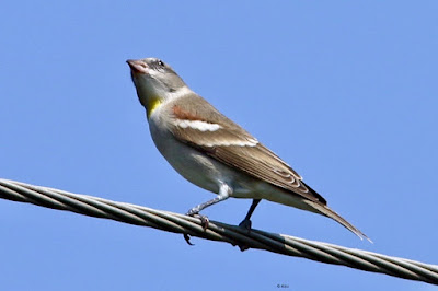 Yellow-throated Sparrow - Gymnoris xanthocollis