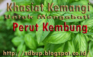 pengobatan herbal alami untuk mengobati perut kembung menggunakan kemangi