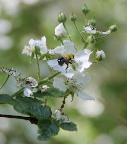 Bumble bee on blackberry flower, Bombus griseocollis or Bombus impatiens