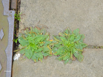 greater plantain, Plantago major