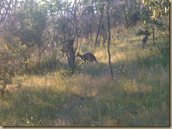 IMG01133-20101121-1936