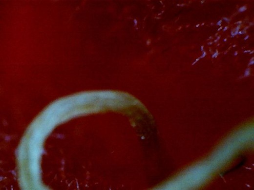Raspberry droop close-up picture of strand coming from one of the droop fruit seeds