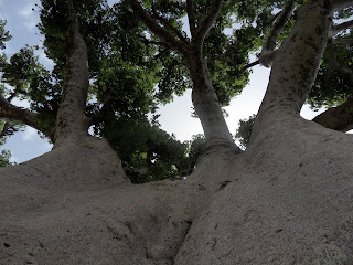 Á sombra do embondeiro