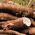 Cassava disease control underway