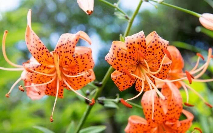 flor-do-tigre-lilium-lancifolium-especie-que-na-cultura-coreana-representa-os-nascidos-no-dia-primeiro-de-setembro