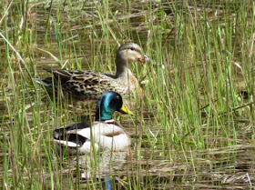 pair of mallard ducks in small pond