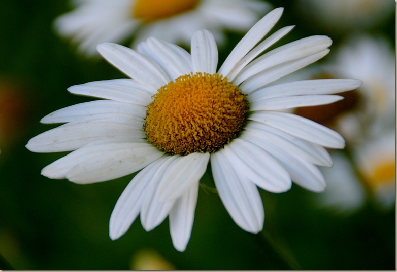 daisy1A