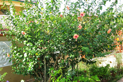 Ciri Ciri Bunga Raya : Ciri Ciri Pokok Bunga Raya Sains / Perlu energi supranatural untuk bisa memanfaatkan khodam hal yang demikian untuk.