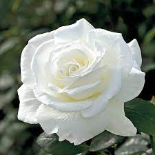 সাদা গোলাপ ফুলের ছবি - Pictures of white roses - ২০ রঙের গোলাপ ফুলের ছবি - গোলাপ ফুলের বিভিন্ন জাত - Pictures of 20 colored roses - NeotericIT.com