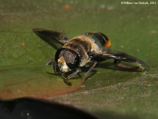 Senaspis Haemorrhoa, photographed June 2013 outside the Hans Rowelski Memorial Hall, Lusaka Showgrounds, Lusaka, Zambia. 