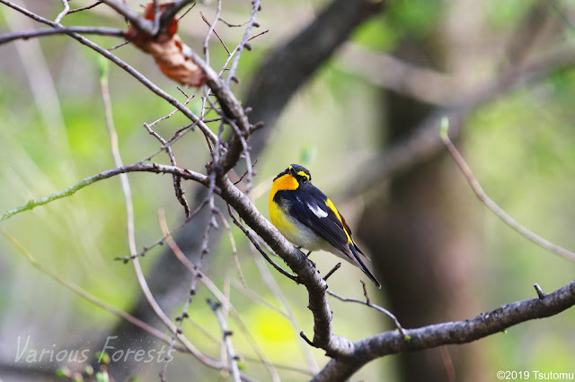 Narcissus Flycatcher