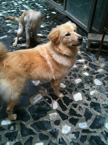 golden retriever mix. golden retriever mix who