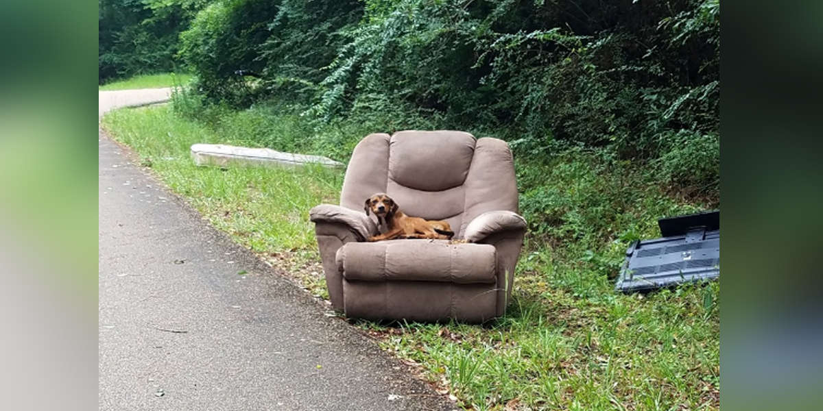 Poor Puppy Was Dumped With A Chair And A TV And Thought His Owner Would Come Back