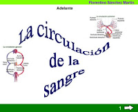 http://cplosangeles.juntaextremadura.net/web/edilim/tercer_ciclo/cmedio/las_funciones_vitales/la_funcion_de_nutricion/circulacion/la_circulacion/la_circulacion.html