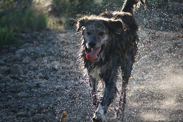 Marley runs through the dirt with water and mud up in the air.