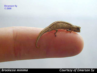 เล็กที่สุดในโลก กิ่งก่า Brookesia minima