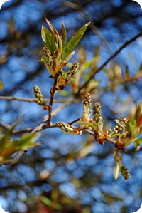 trädgården 28 april 2012 014