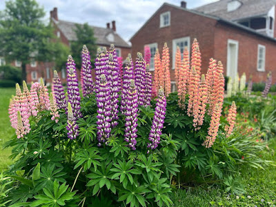 Tall thin flower stalks (lupines) in shades of pink and purple with 19th-century brick buildings in the background