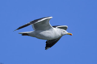 gaviota-sombria-larus-fuscus-