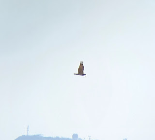 Short-toed Snake Eagle digiscoped in Spata fields, Athens