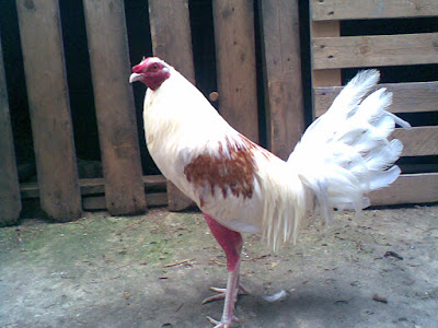 extraordinario pollo blanco de pelea con plumaje radiante e impresionante