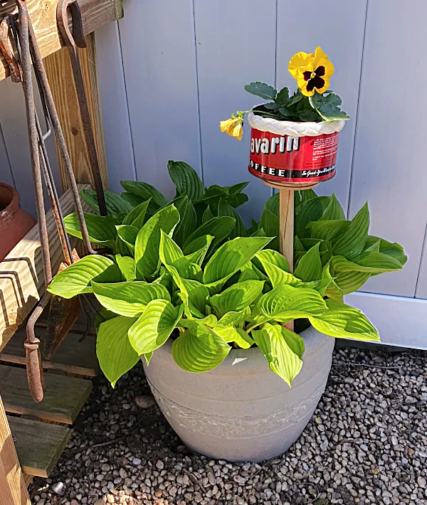 vintage can with pansies in a pot of hostas