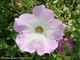 Petunia Flowers Picture