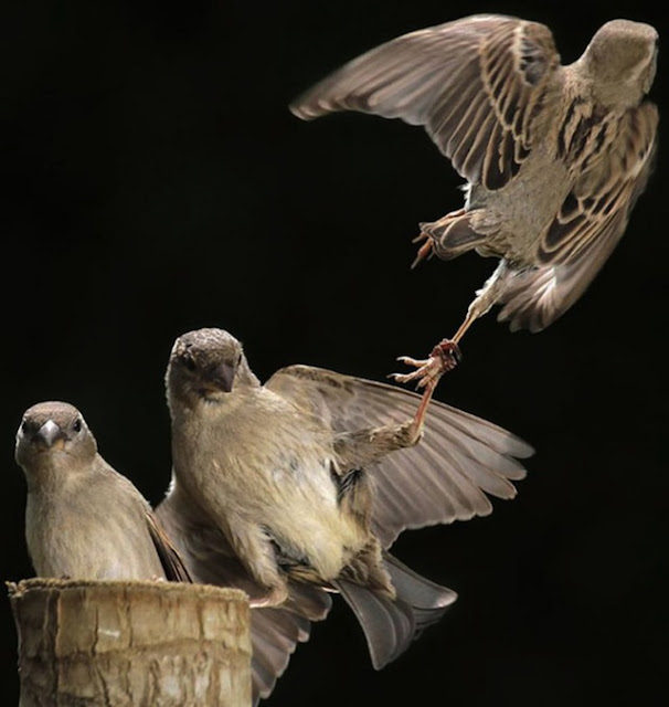 Three Sparrows