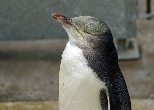 Yellow-eyed penguin Animal Fact & Information