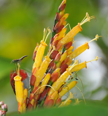 Temminck's Sunbird (Aethopyga temminckii)