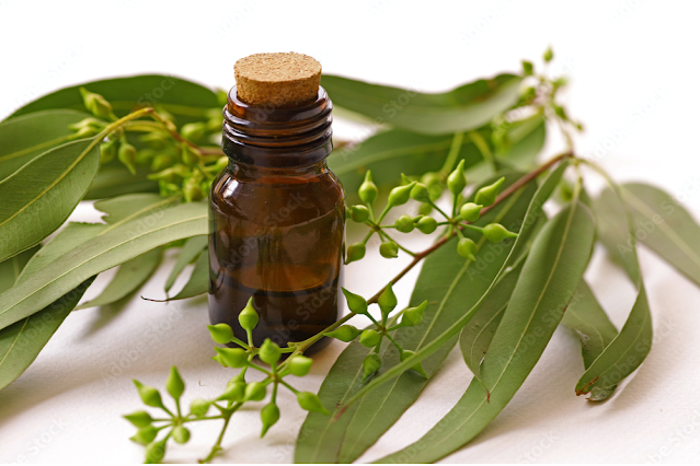 Eucalyptus Facial Oil : Benefits, Side effects & How to Use on Face