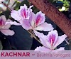 kachnar flower all history 