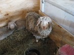 Can You Give Baby Goats A Bath : How To Care For Baby Goats / *note* baby goats who have been raised by their mother can be skittish if the mother is skittish around humans.