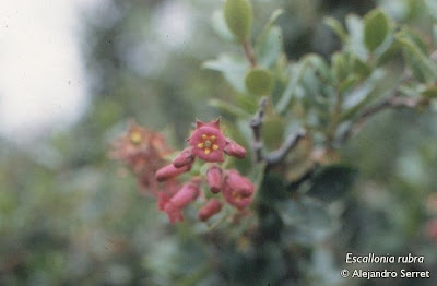 Sietecamisas Escallonia rubra